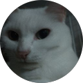 猫にゃん 猫にゃん